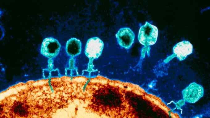 An electron microscope shows bacteriophages attacking an E.coli bacterium
