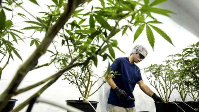 Harvesting cannabis at Canopy