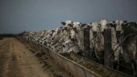 Cattle on a farm in Brazil. The South American country is the world’s largest exporter of beef