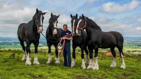 Thwaites, a UK brewer, was incorporated in 1897. The company used shire horses to deliver beer to its pubs and still maintains a stable