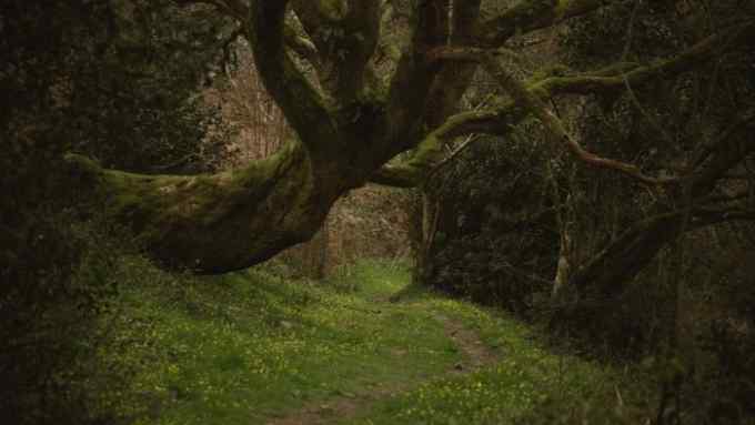 A woodland footpath wends its way under thick dark trees
