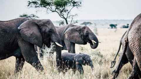 Elephants on the move in Tanzania’s Grumeti Reserves