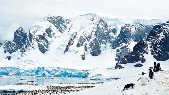 A gentoo penguin colony in Antarctica