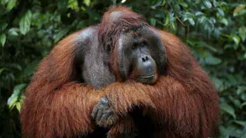 An oranguutan waits at a feeding station in Central Kalimantan province, Indonesia