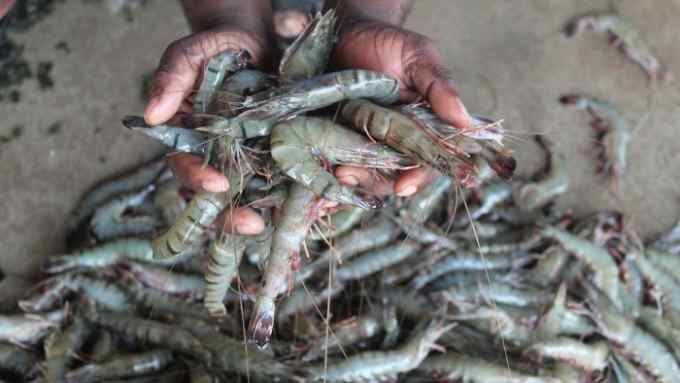 Hands holding freshly harvested shrimp