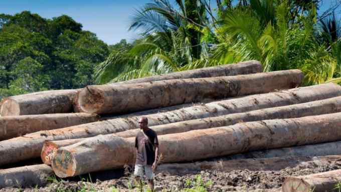 A man walks past felled timber in Papua New Guinea’s Morobe Province