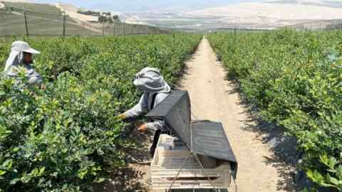 Two workers picking fruits in a blueberry farm