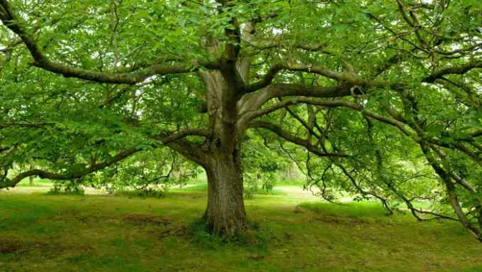 Walnut Tree ( Juglans nigra ) at Hanham Court Gardens, Cotswolds, England