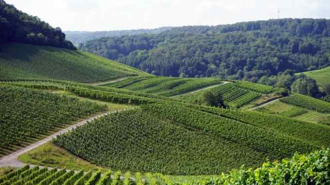 Vineyards in Luxembourg’s Moselle valley winemaking region