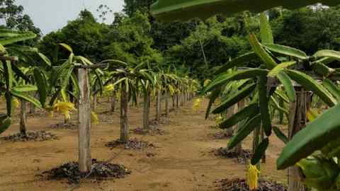Pitaya plants form part of the agroforestry mix on Camta’s land