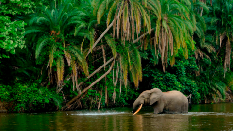 African forest elephant in Lekoli River, Republic of the Congo