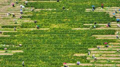 Aerial view of workers gathering fresh green soyabeans in Zhejiang province