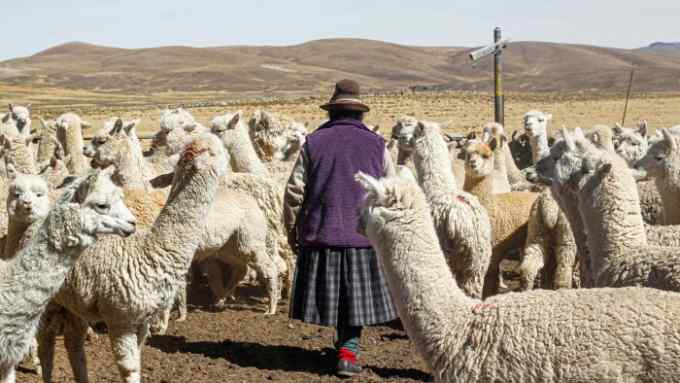 An Andean woman walks next to Alpacas