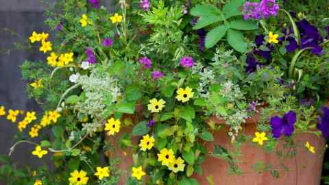 Yellow-flowered Bidens ferulifolia with verbena and petunias among other plants in a terracotta pot