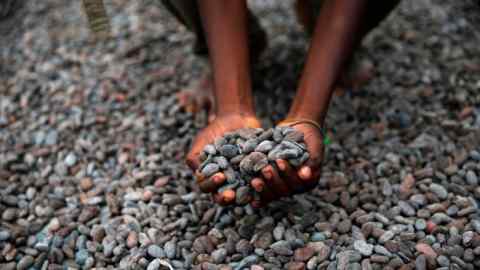 A farmer picks up cocoa beans while spreading them to dry on an open ground in Iragbiji village, southwest Nigeria