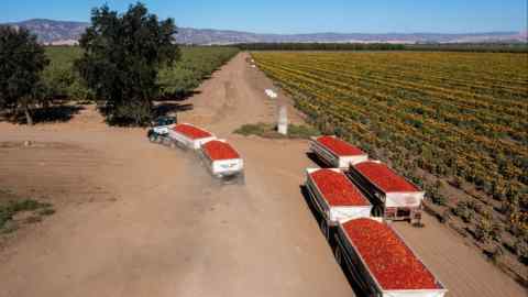 Aerial view of trucks amid a farm transporting huge amounts of tomatoes