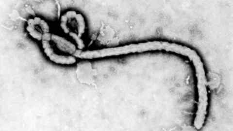 An Ebola virus