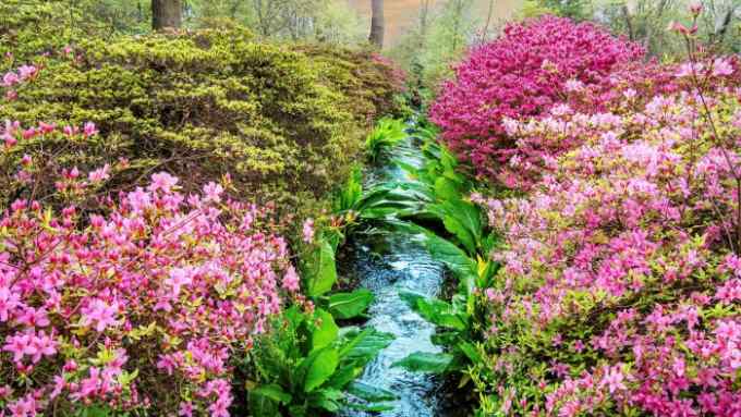 Azaleas and rhododendrons in Richmond Park’s Isabella Plantation