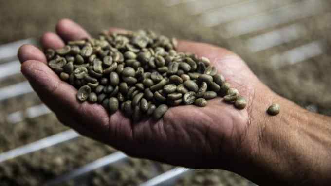 A worker inspects a handful of coffee beans at the San Vicente processing plant in Pena Blanca, Honduras