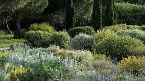 A Mediterranean garrigue garden, pictured in Olivier Filippi’s book ‘Bringing the Mediterranean into Your Garden’